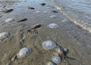 Se registra arribo masivo de medusas en playas de Oaxaca; estaría relacionado con las altas temperaturas, señalan expertos
