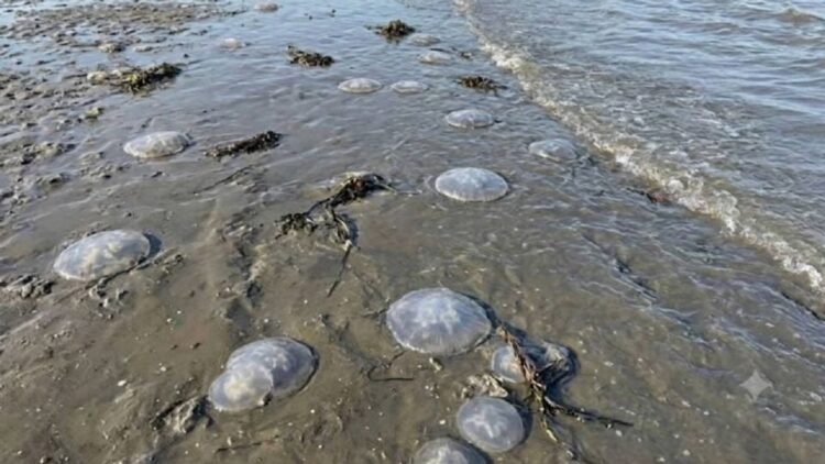 Se registra arribo masivo de medusas en playas de Oaxaca; estaría relacionado con las altas temperaturas, señalan expertos