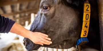 El impacto invisible de la atención veterinaria: Encuesta global a veterinarios genera una nueva perspectiva en salud animal.