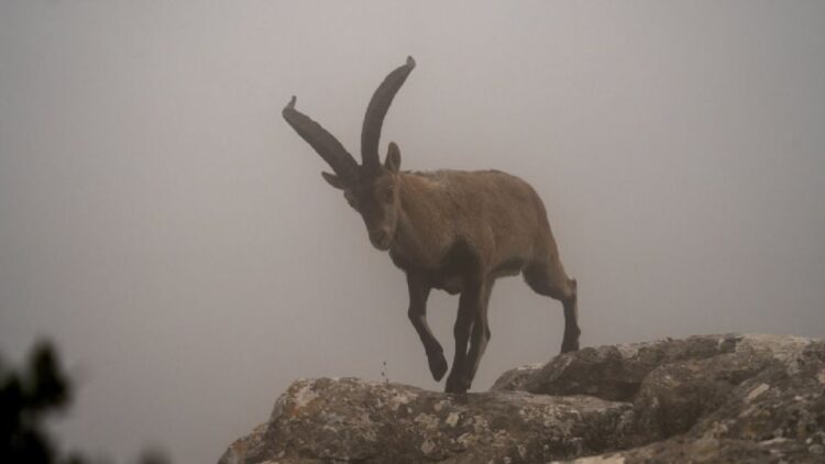 Reproducen tres crías de cabras montesas a partir de animales muertos con nuevas técnicas de fecundación in vitro
