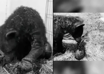 Muere la osa «Mina» nueve meses después de haber sido rescatada por fundación de Hidalgo