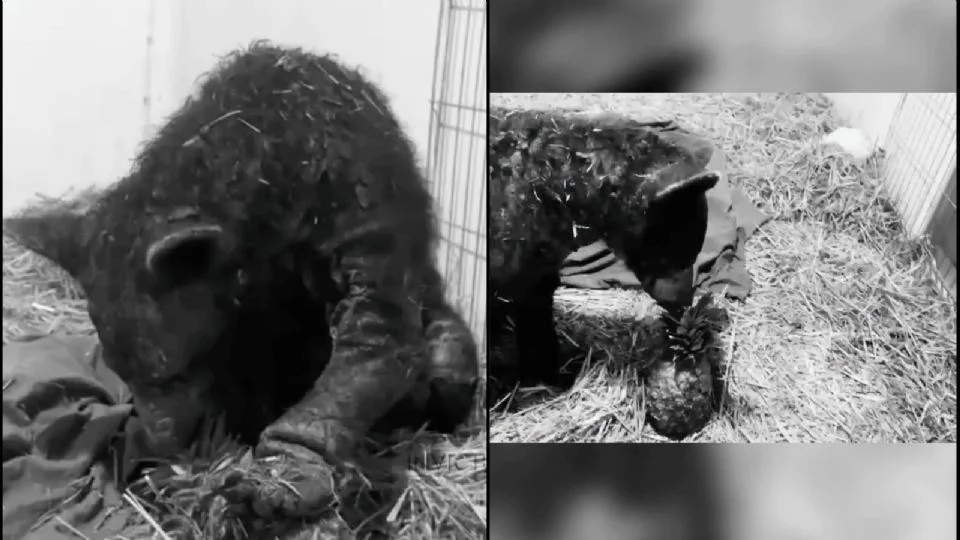 Muere la osa «Mina» nueve meses después de haber sido rescatada por fundación de Hidalgo