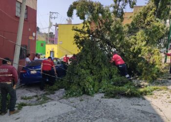 Atiende Protección Civil caída de árbol en el Cóporo