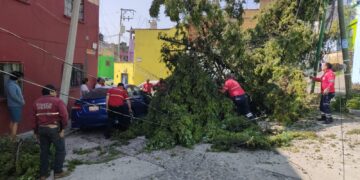 Atiende Protección Civil caída de árbol en el Cóporo