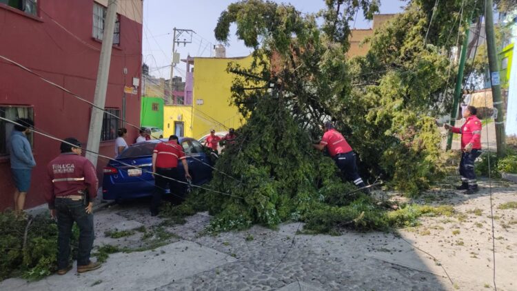 Atiende Protección Civil caída de árbol en el Cóporo