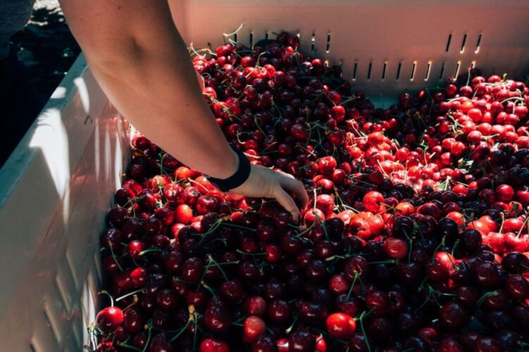 ¡Llegaron las Cerezas de Verano! Mayor volumen, mejor calidad y sabor excepcional