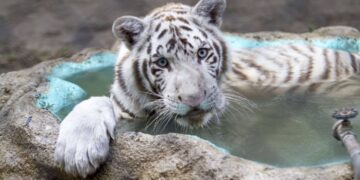 El tigre de Bengala Kenzo murió por broncoaspiración de sangre tras disparo, revela necropsia