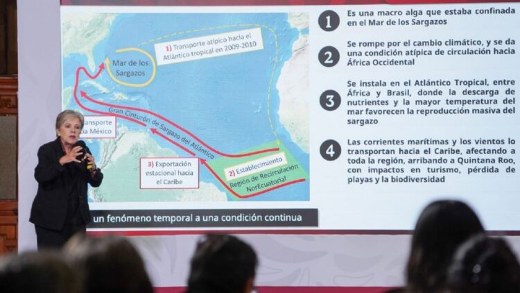 Gobierno de Sheinbaum destina 2 mil millones de pesos para combatir el sargazo en el Caribe