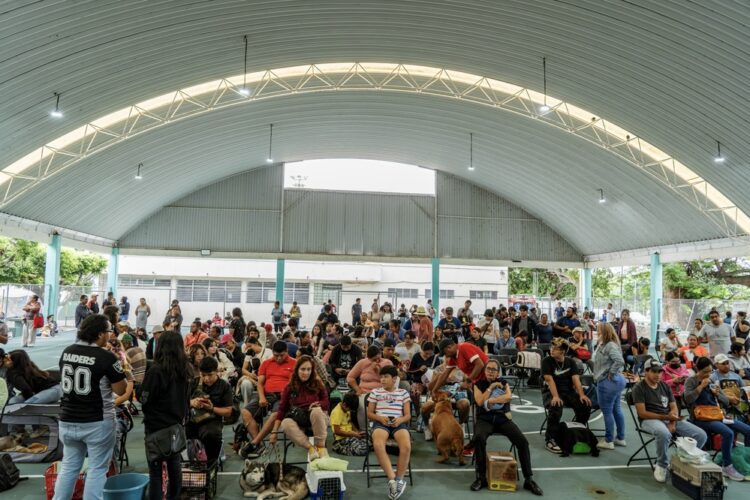 Realiza Gobierno de Morelos esterilizaciones gratuitas para perros y gatos como parte del Plan Cuautla