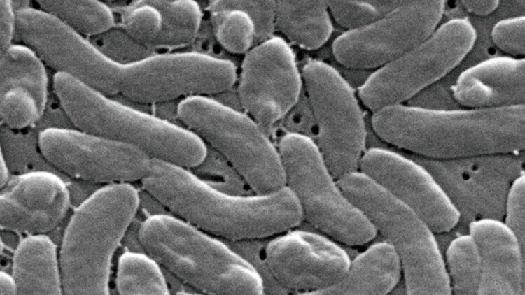 Alertan por la presencia de una bacteria carnívora en costas de Louisiana; aumentan los casos