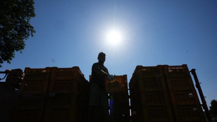La ola de calor obliga a productores de vino espumoso en Italia a hacer vendimias tempranas y nocturnas
