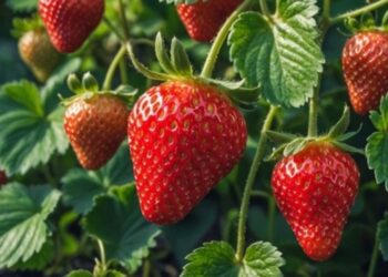 EU señala dumping en las fresas mexicanas; México rechaza la resolución preliminar