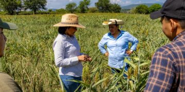Activa Gobierno de Morelos Protocolos y Seguros para atender efectos de la sequía en el campo