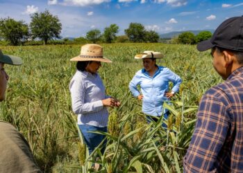 Activa Gobierno de Morelos Protocolos y Seguros para atender efectos de la sequía en el campo