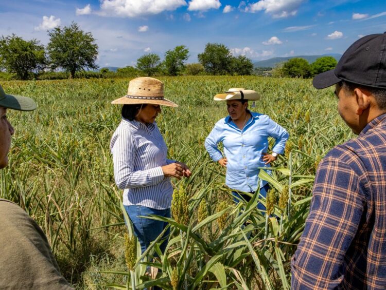 Activa Gobierno de Morelos Protocolos y Seguros para atender efectos de la sequía en el campo