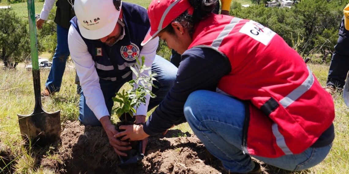 México ante el reto de recuperar sus bosques