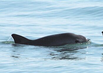 Reestructuran hábitat de la vaquita marina: Semarnat reduce 86% el polígono de prohibición